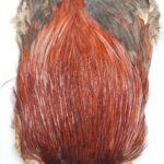 Hends Cock Capes CC35 - Dark Brown