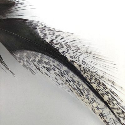 Hends Coq de Leon Feathers 151