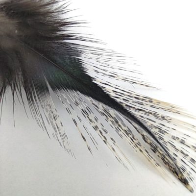 Hends Coq de Leon Feathers 306