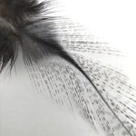 Hends Coq de Leon Feathers 331