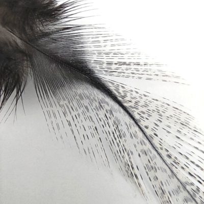 Hends Coq de Leon Feathers 331